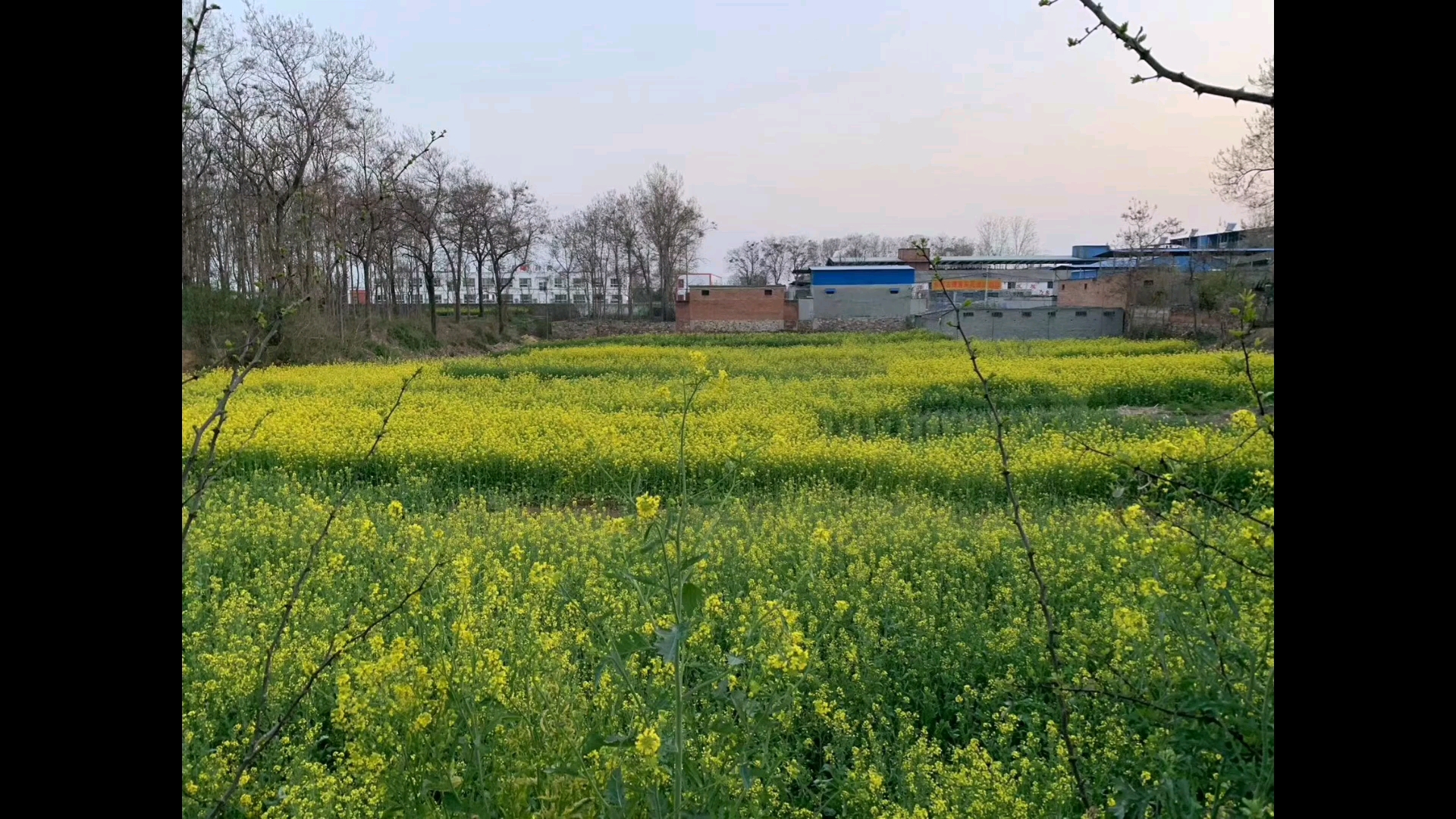 好久没回家了~从朋友那里凑来的图.听我爸说快要收麦子了哔哩哔哩bilibili