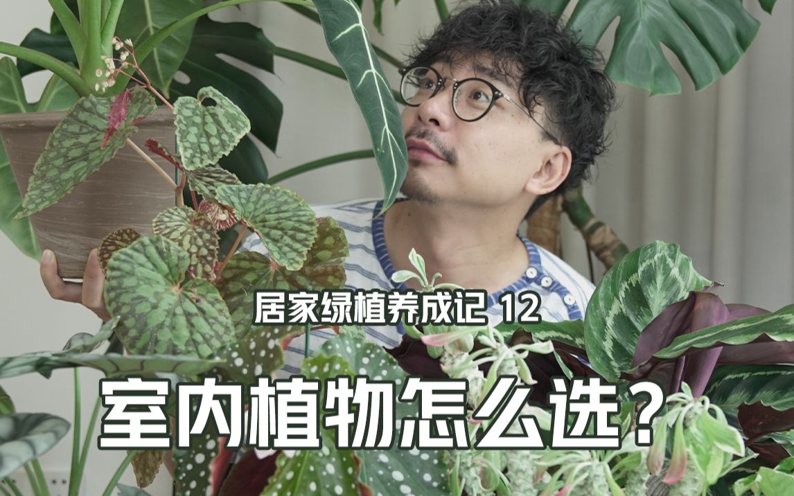 室内植物怎么选?选对植物,室内也能绿意盎然.新手绿植推荐清单哔哩哔哩bilibili