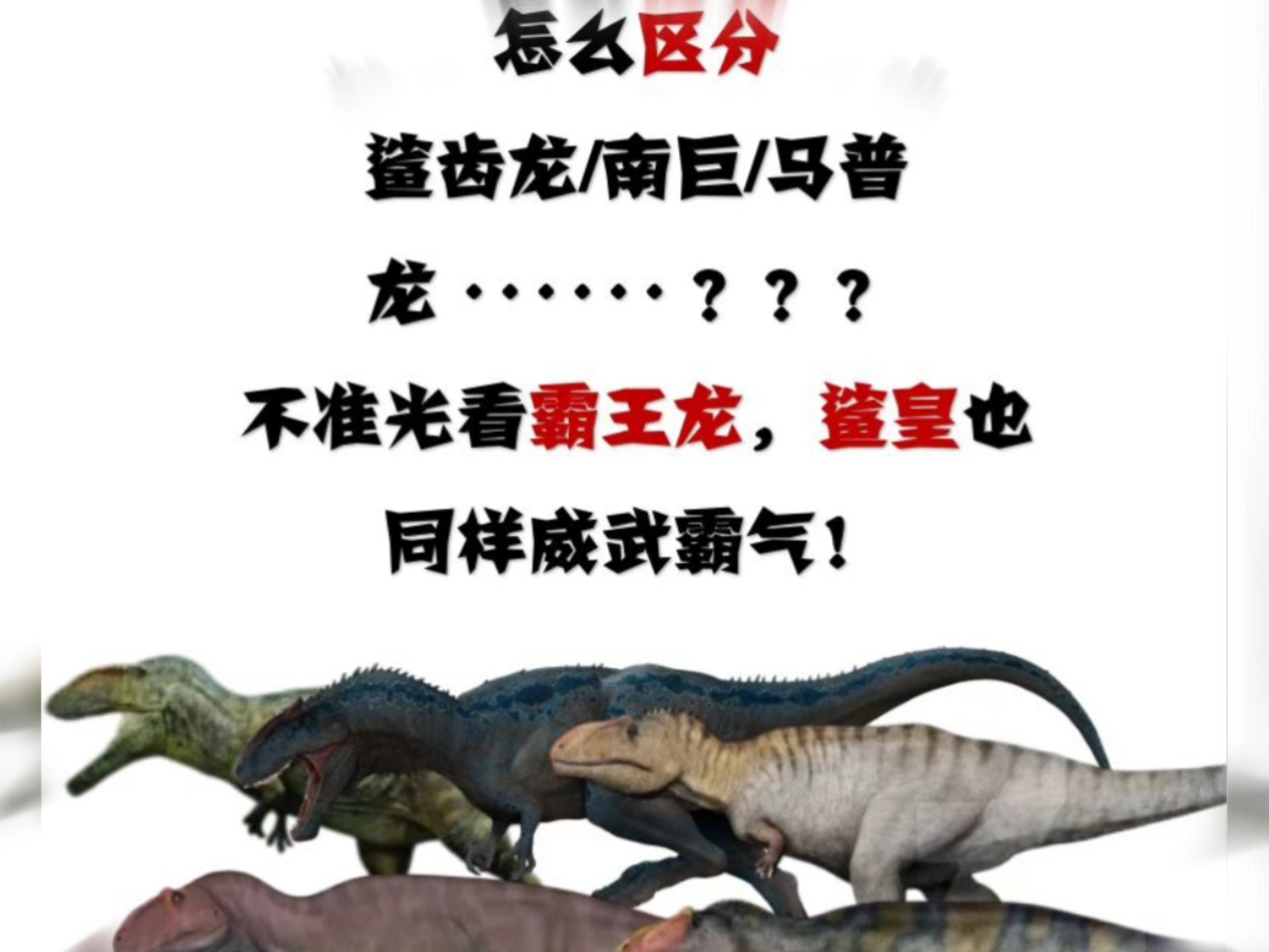 能与霸王龙一较高下的选手!鲨齿龙类怎么分辨?