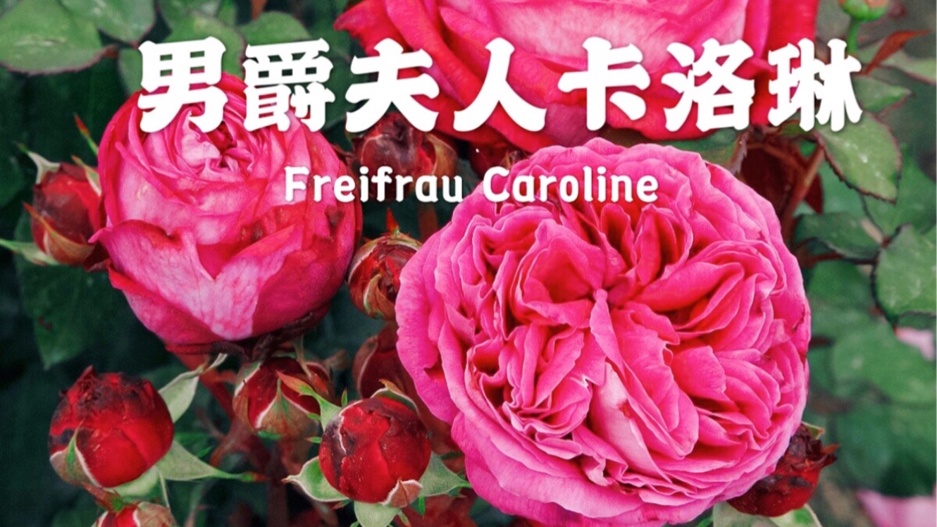 男爵夫人卡洛琳–科尔德斯adr认证月季芬芳系列月季