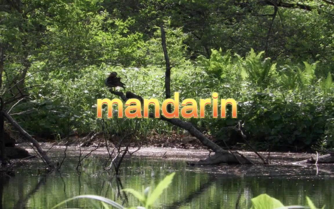 考研单词mandarin哔哩哔哩bilibili