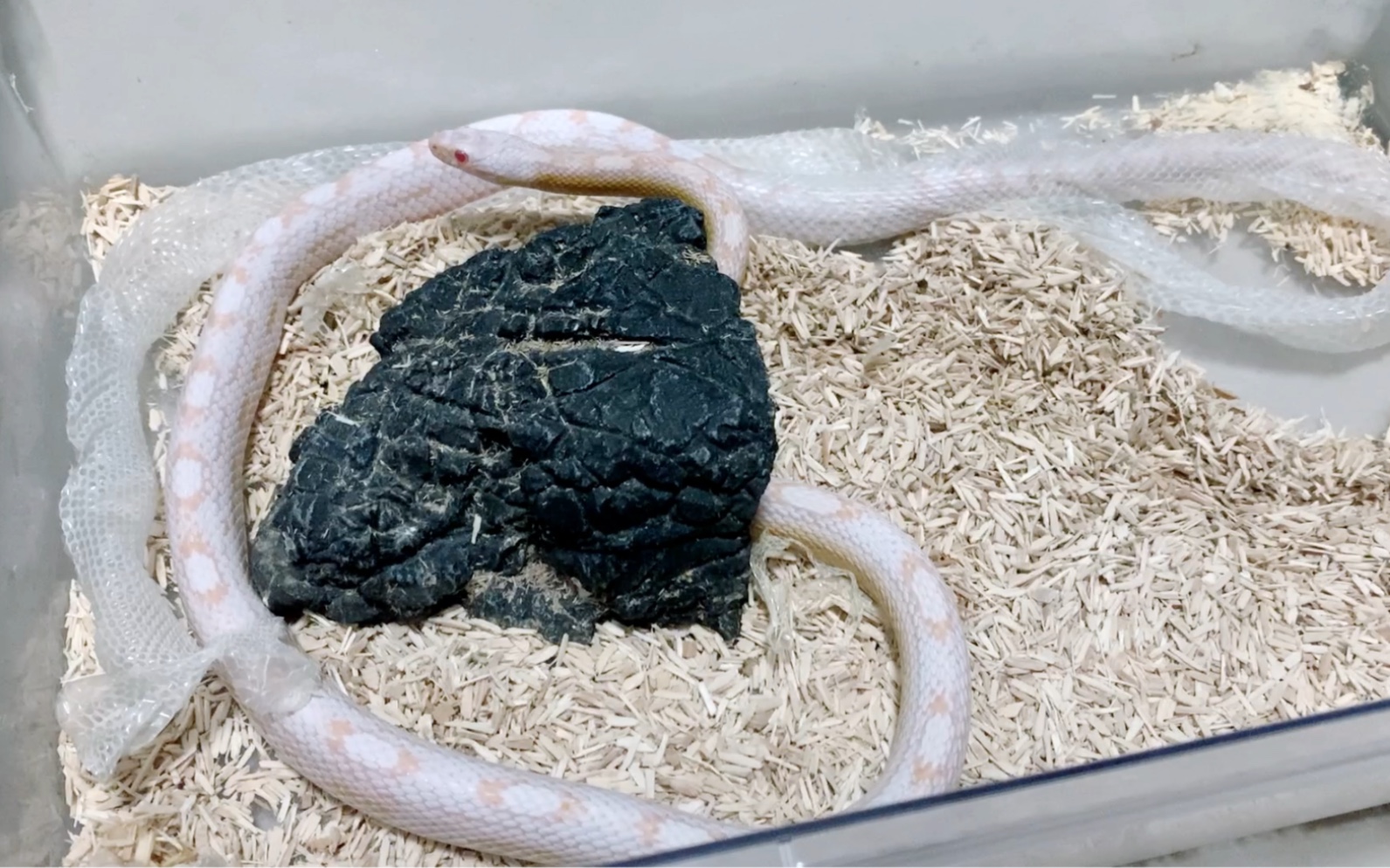 玉米蛇脱衣服啦!宠物蛇蜕皮直播