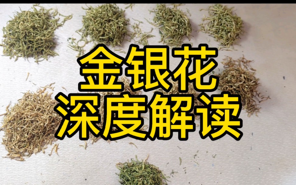 [图]金银花 深度解读  教你一些你能用到的知识