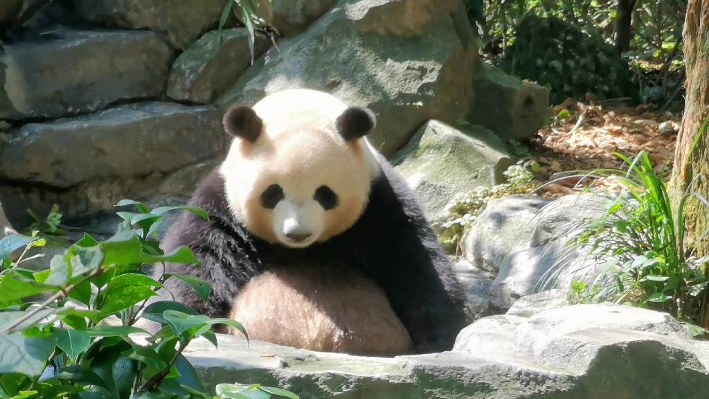 【大熊猫梅兰】【梅兰肉肉】天太热啦,聪明的肉宝宝选择泡在水里打盹