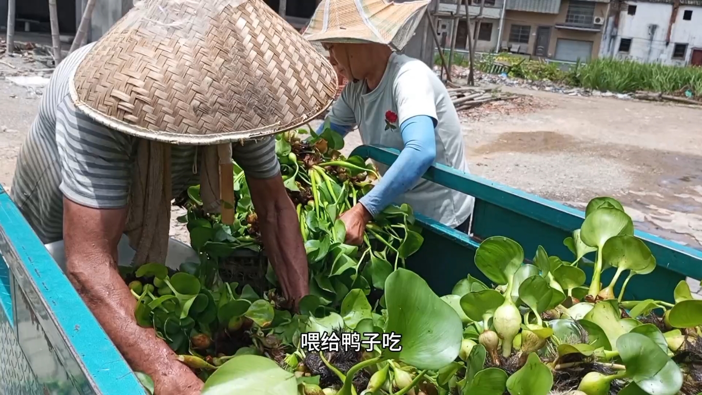 去外面運了一車水葫蘆,搬來給鴨子和小鵝吃,不知道它們喜不喜歡