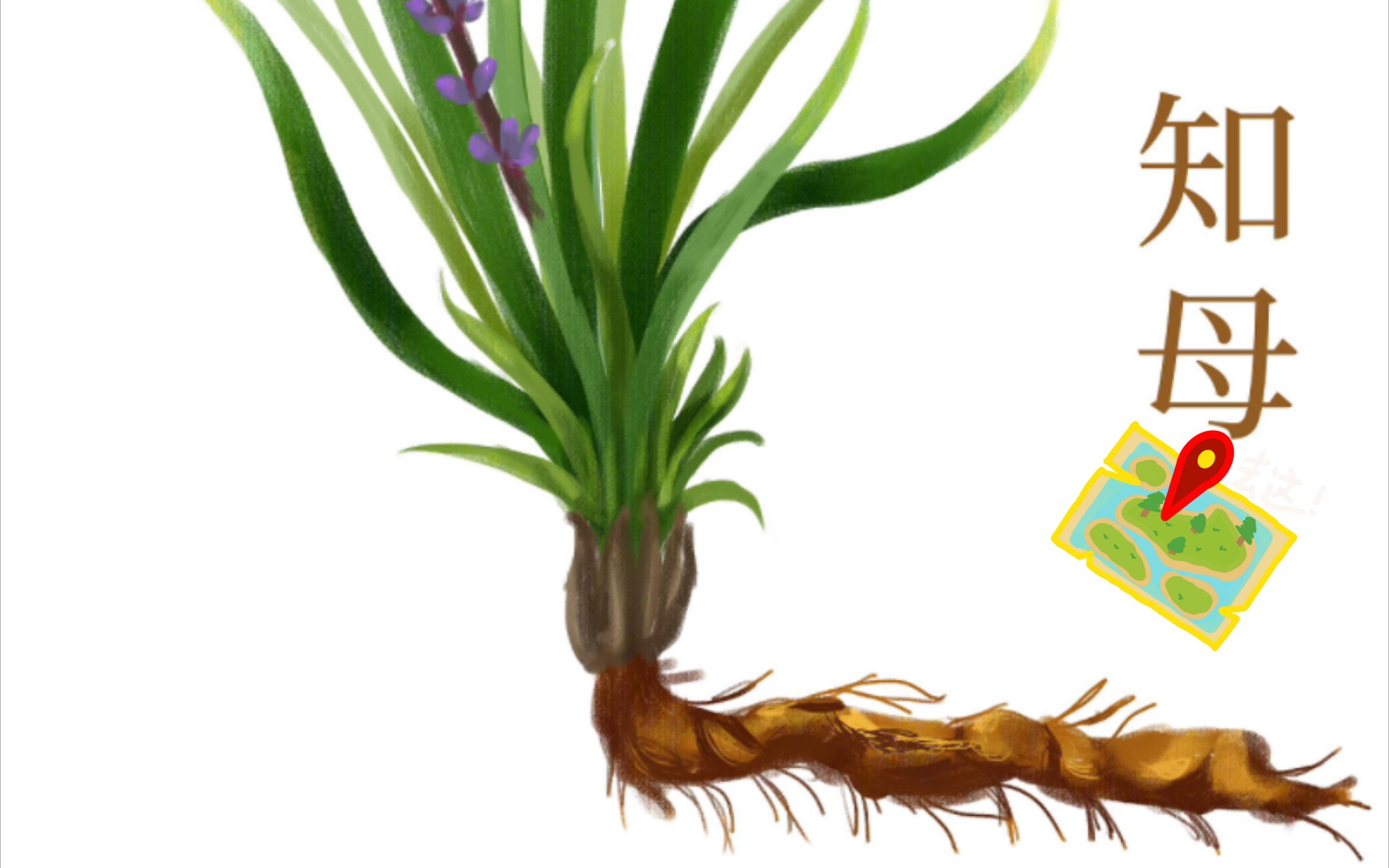 每天学一味中草药:知母