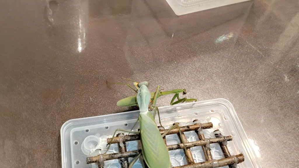 两只夺嫡菱背螳分别捕食大刀螳螂