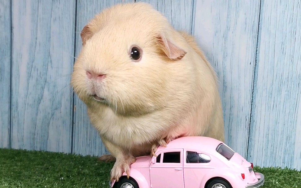 【荷兰猪】有这样的奶黄包英短猪猪,你选择几点回家?