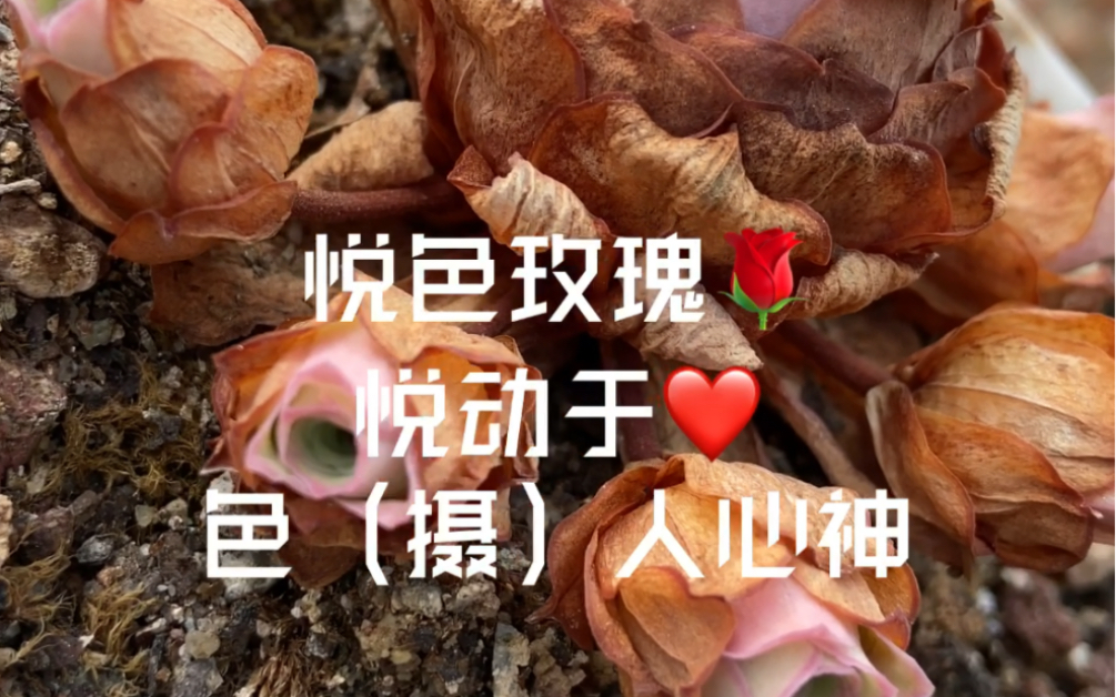 悦色玫瑰,悦动于,色人心神哔哩哔哩bilibili