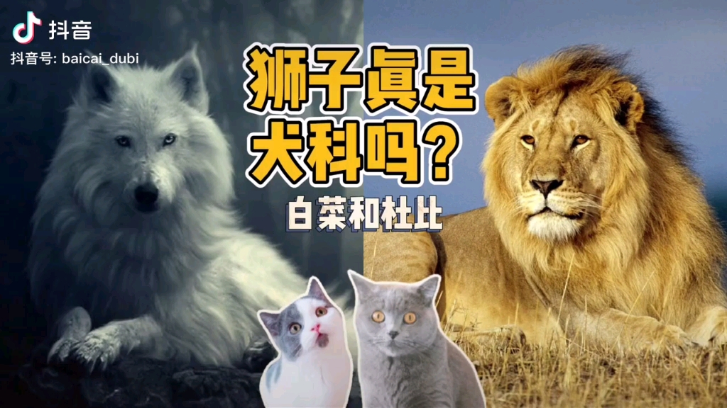 狮子是犬科还是猫科?哔哩哔哩bilibili