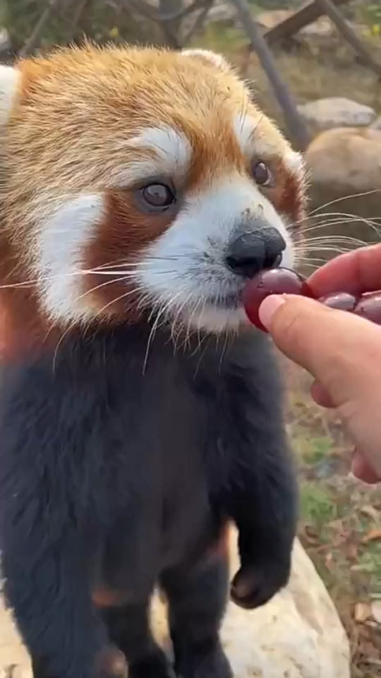 峨眉山猕猴:摆拍肯定是摆拍