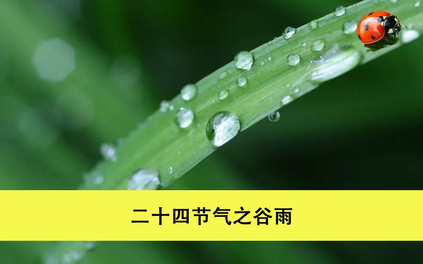 [图]春雨贵如油-谷雨是二十四节气之第6个节气，谷雨的习俗有哪些呢？