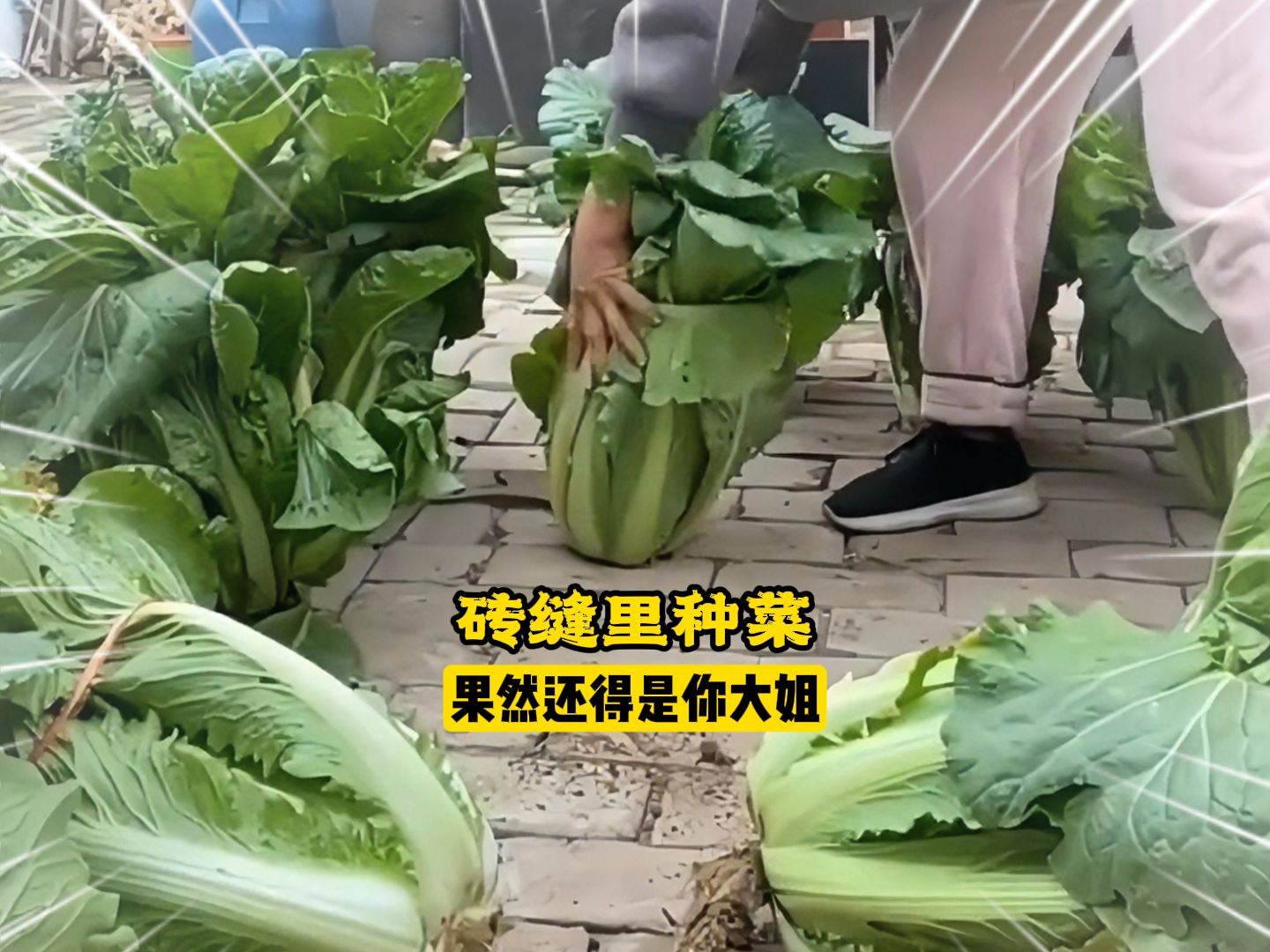 见过种菜的,可还是第一次见在砖缝里种菜的