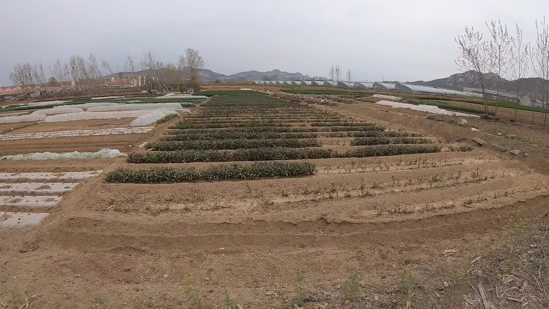 山东临沂有个村庄不输华西村,村里别墅成片,还开办了集团公司哔哩哔哩bilibili