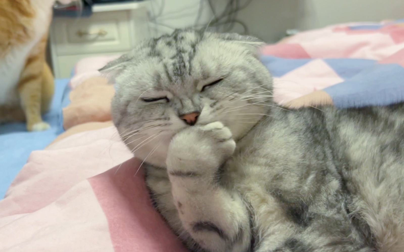 活动作品吃手手的美国猫太可爱了