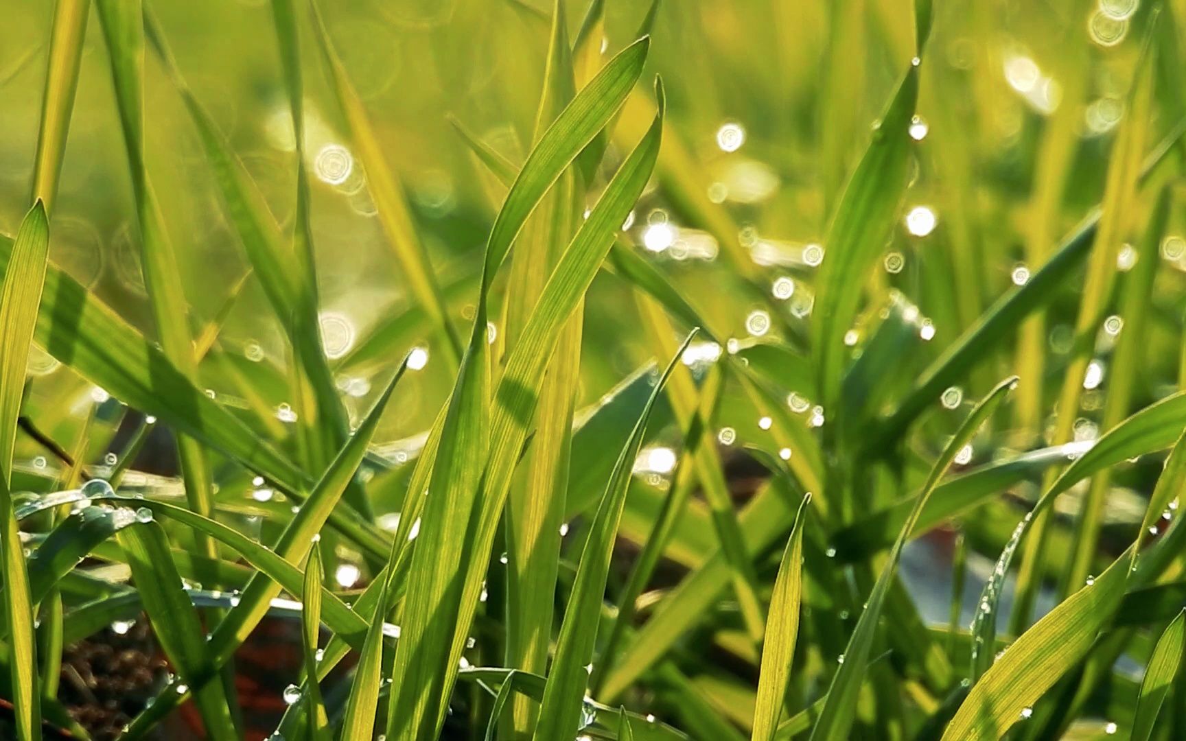 乡野春天清晨的小麦苗