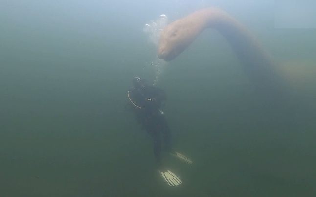 [图]潜水员水下观察尼斯湖水怪