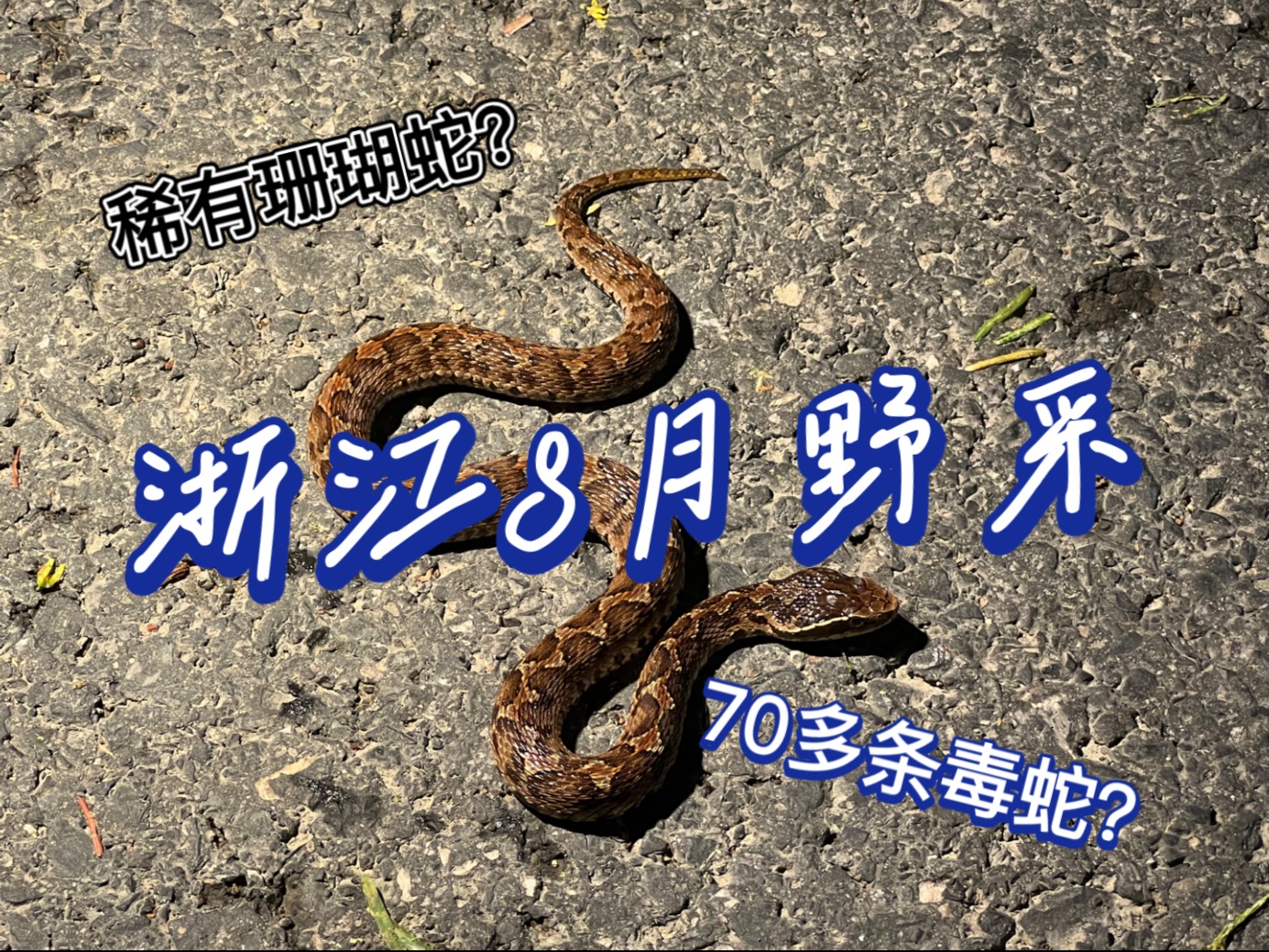 浙江8月蛇类野采记 17种 100多条蛇