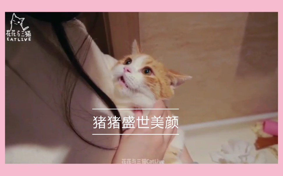 花花与三猫猪猪美颜cut从皮皮到猪猪这只小猫咪经历了什么