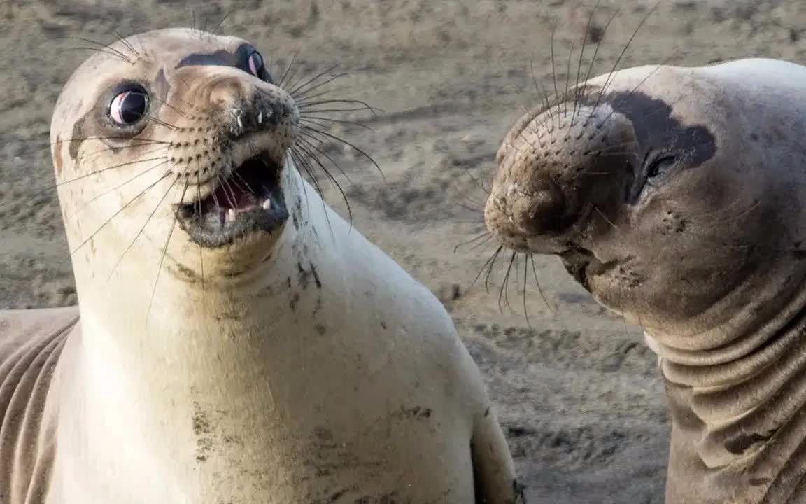 超有趣的海洋动物搞笑日常