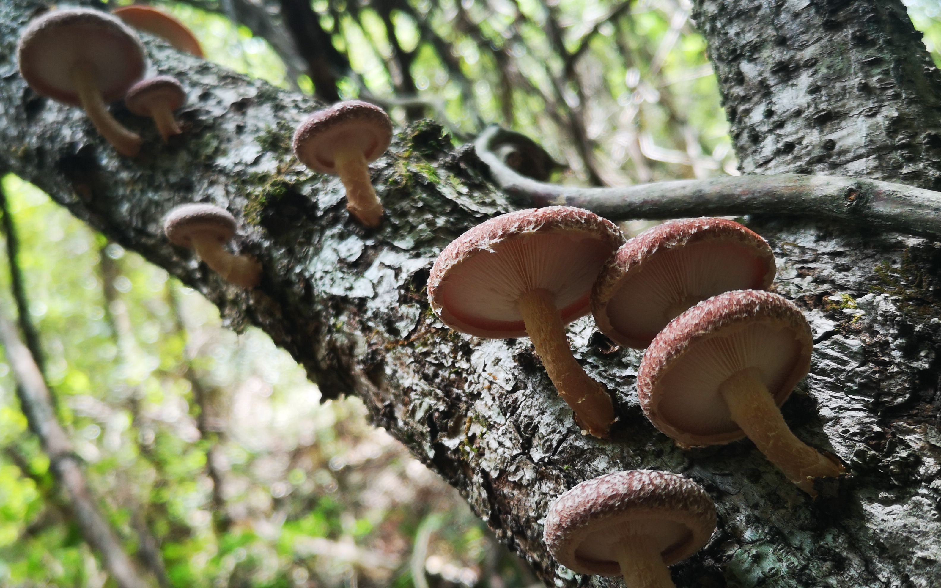带大家去山里采蘑菇有趣的野生动物还有长在树上的美味小蘑菇