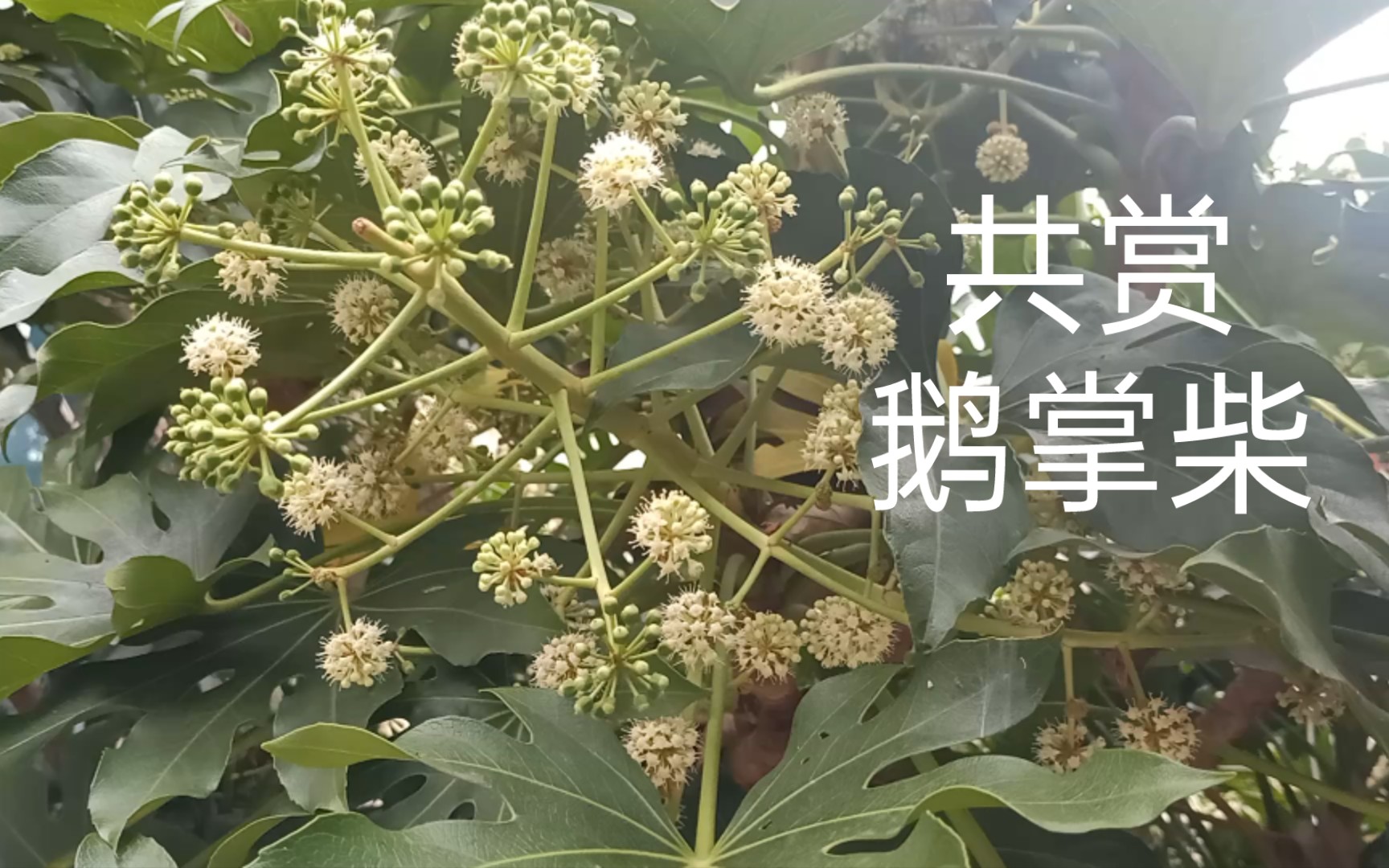 一天赏一花,今天共赏鹅掌柴花哔哩哔哩bilibili