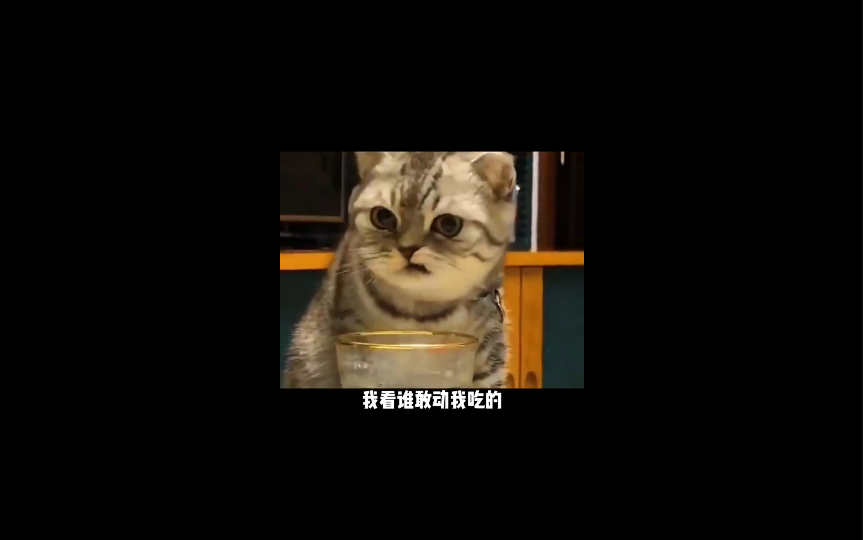 猫咪搞笑段子哔哩哔哩bilibili