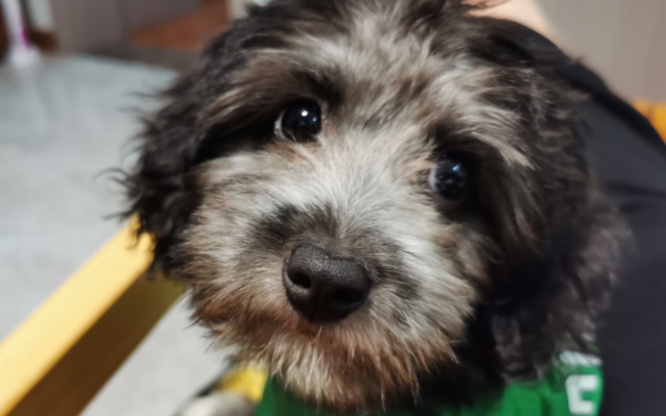 小哈皮喝水日常