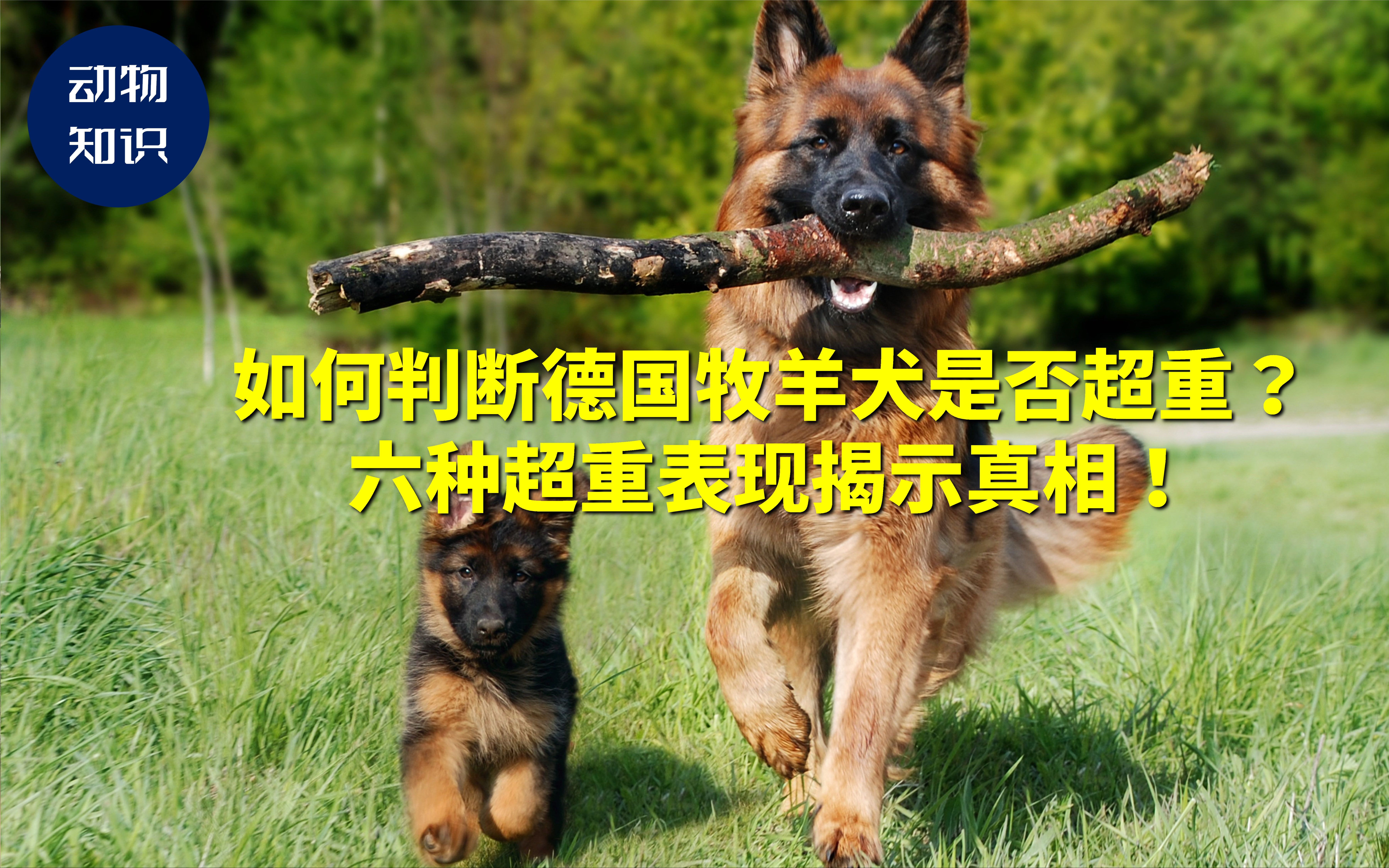 如何判断德国牧羊犬是否超重?德国牧羊犬超重的6个表现!哔哩哔哩bilibili