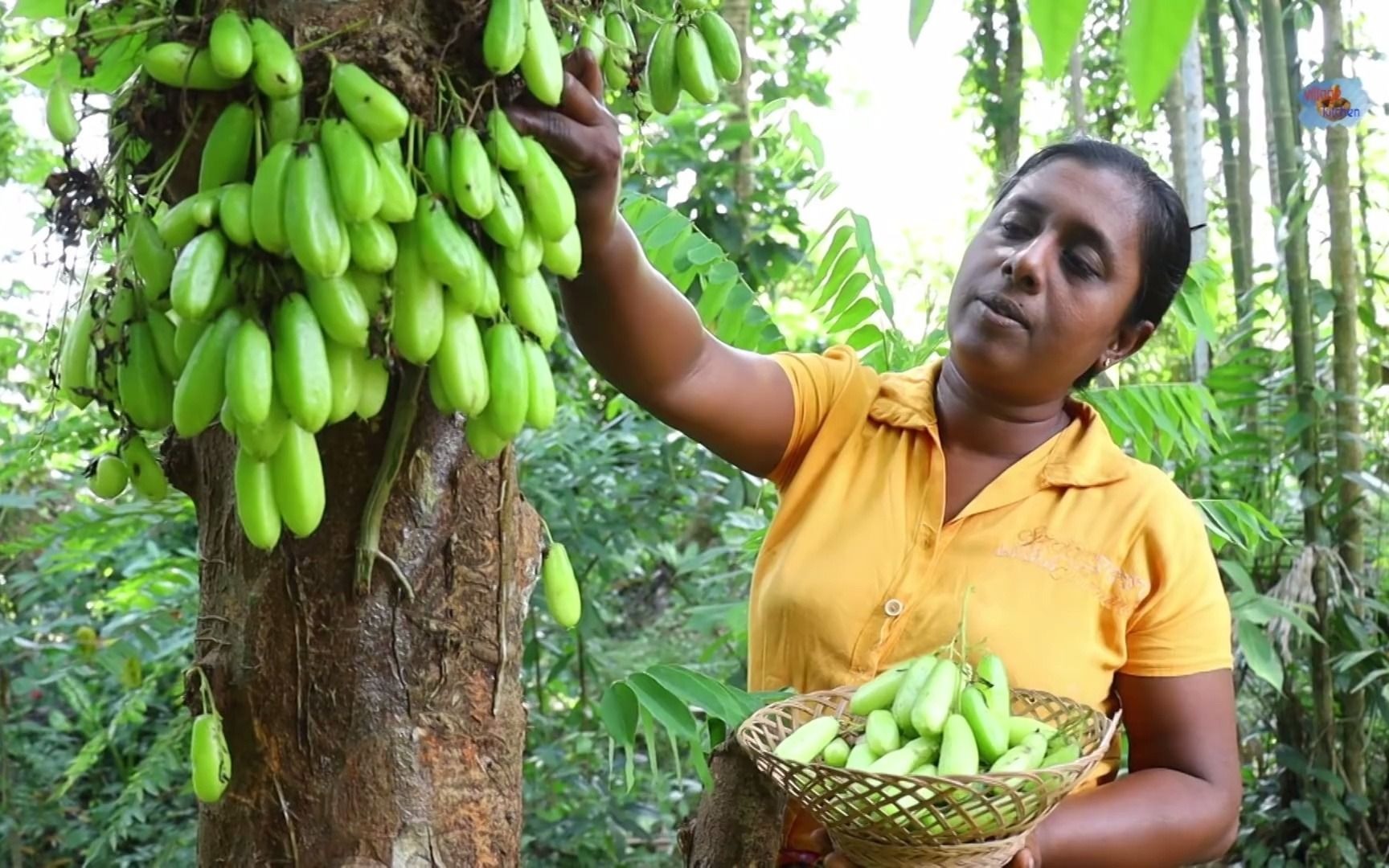 【斯里兰卡主妇】三敛果美食_哔哩哔哩 (゜-゜)つロ 干杯~-bilibili