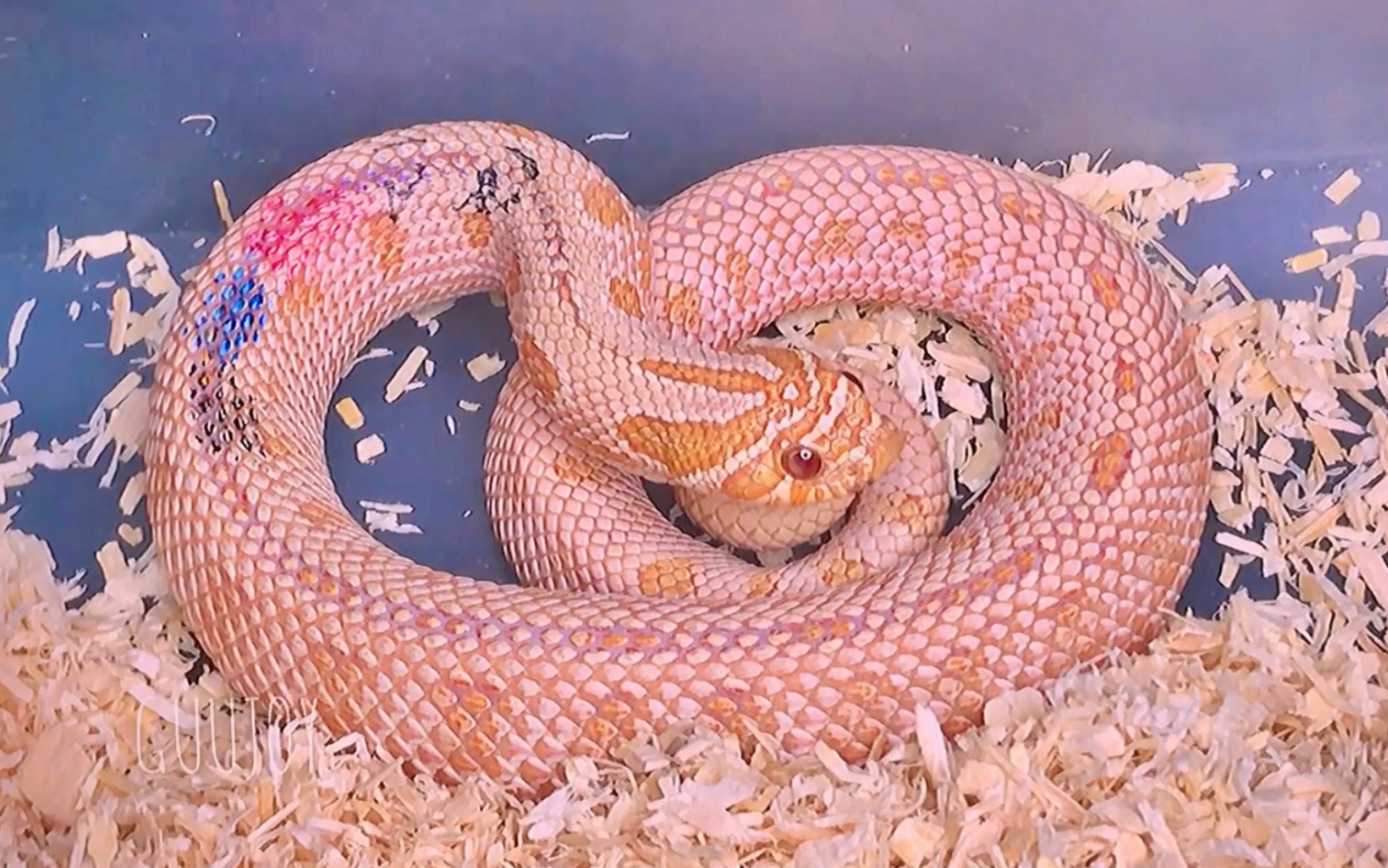 猪鼻蛇粉色图片