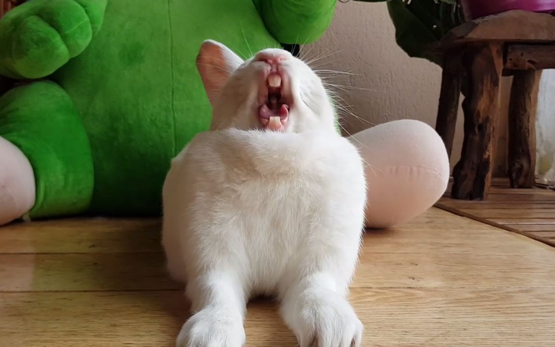 【搞笑动物】动物打哈欠合集 你能坚持几秒 ? 反正我是输了!