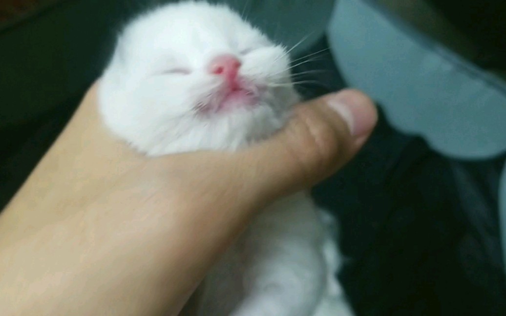 出生四天的小奶猫比两个月的猫还要肥 你敢信?哔哩哔哩bilibili