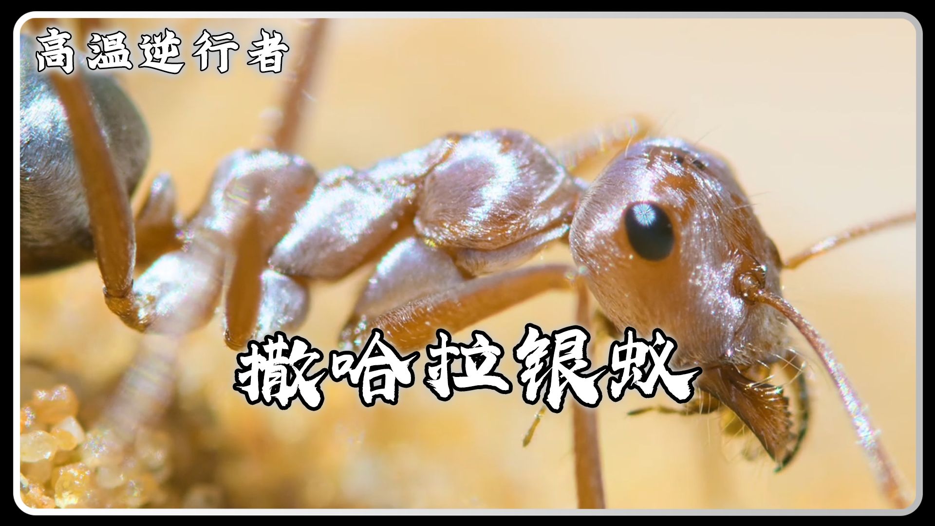 撒哈拉银蚁:地球上最耐热的昆虫教你;如何在70℃的沙漠环境中生存!