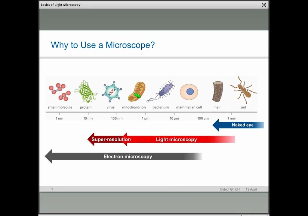 光学显微镜基础  Basics of Light Microscopy哔哩哔哩bilibili