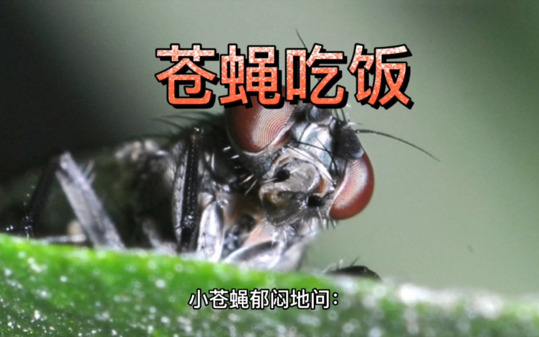 搞笑段子:苍蝇吃饭
