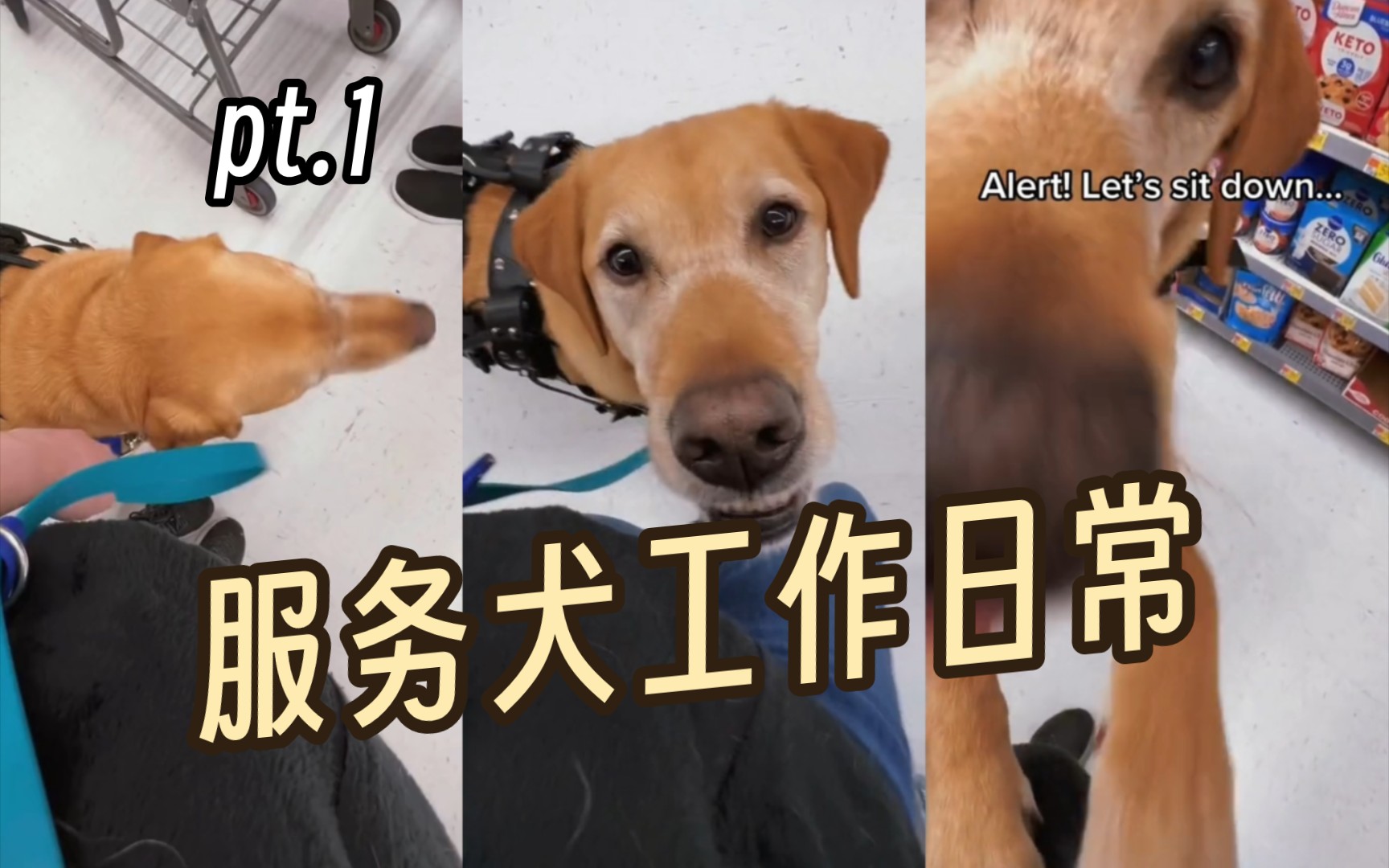 服务犬Jake的工作日常哔哩哔哩bilibili