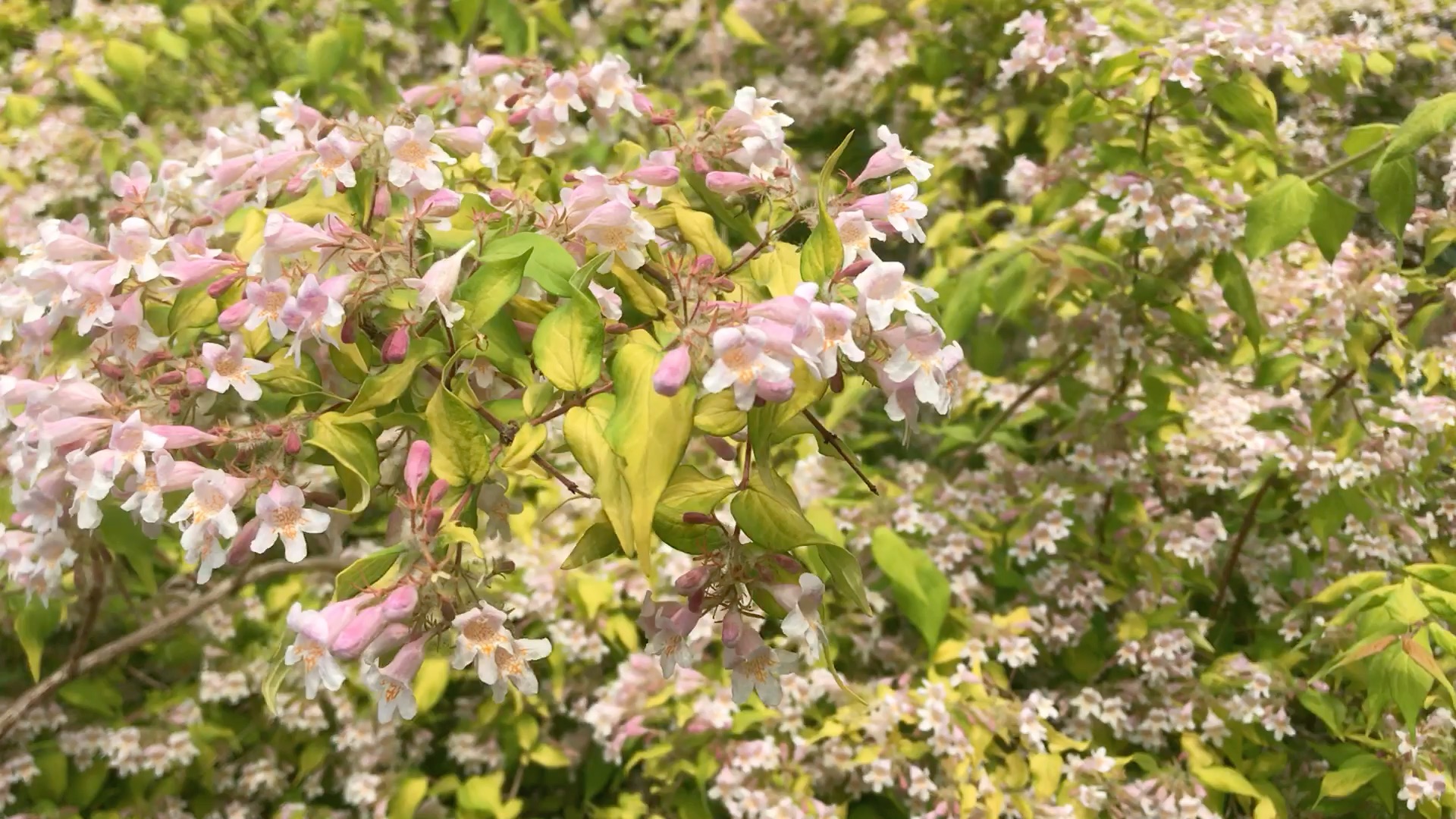 猥实—粉粉的小花开满枝间的灌木