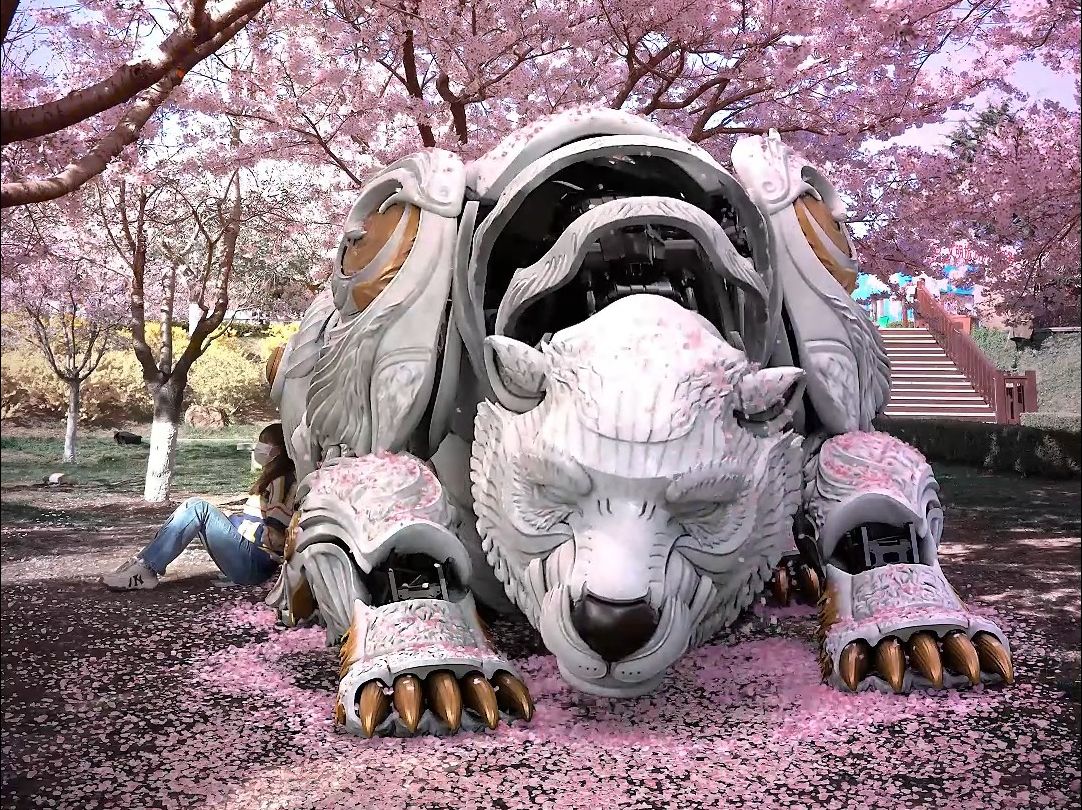 巨熊北北在樱花园睡觉,真是舒服呀