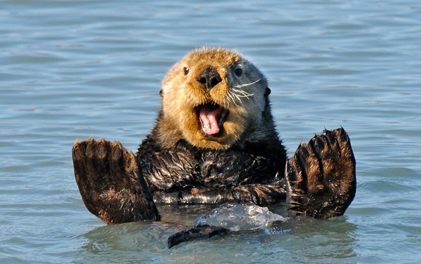 (海獭宝宝)696,过来,学游泳啦~揪着我手指