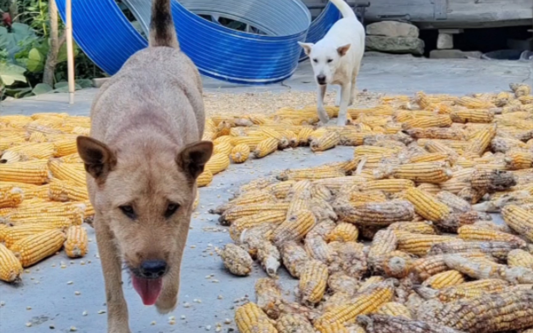 一只大黄狗像你飞奔过来了