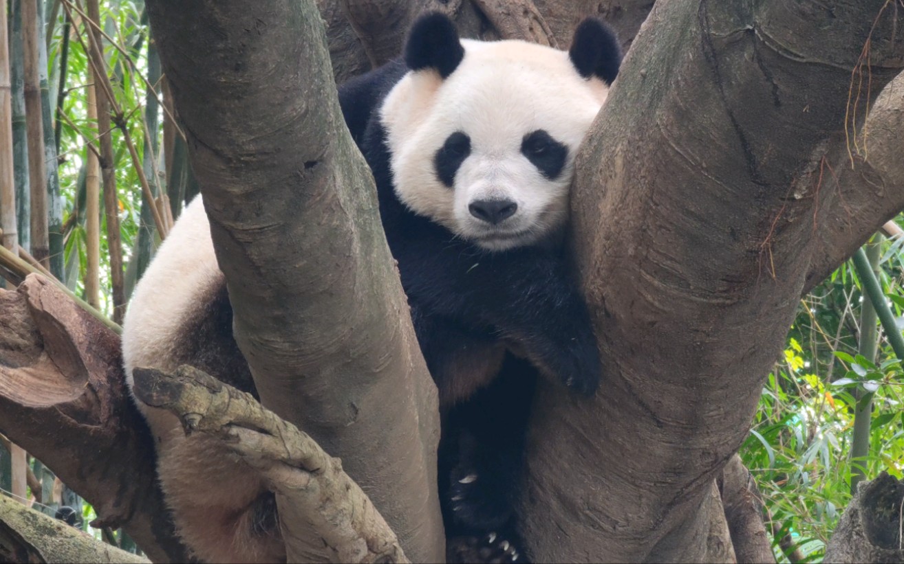 [大熊猫萌萌]好可爱的萌姐