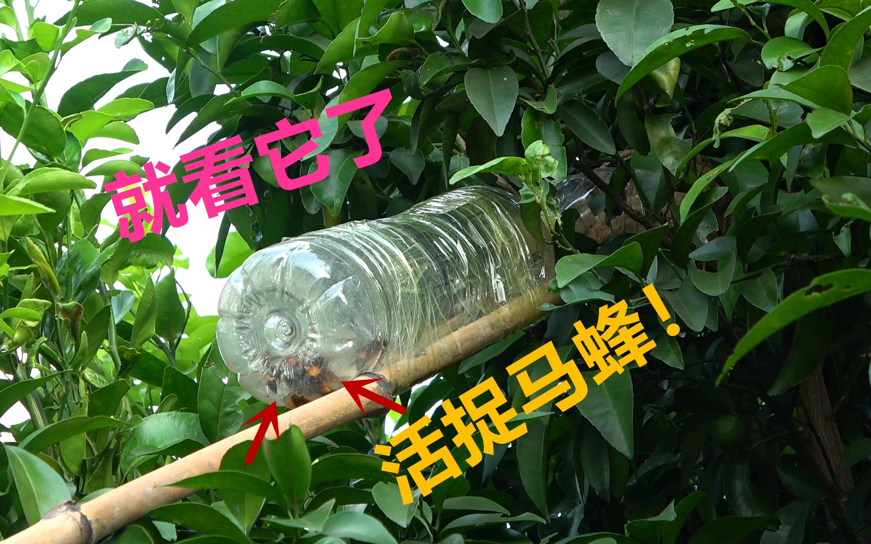 村边树上意外发现一窝马蜂小伙自制抓蜂神器准备活抓泡酒
