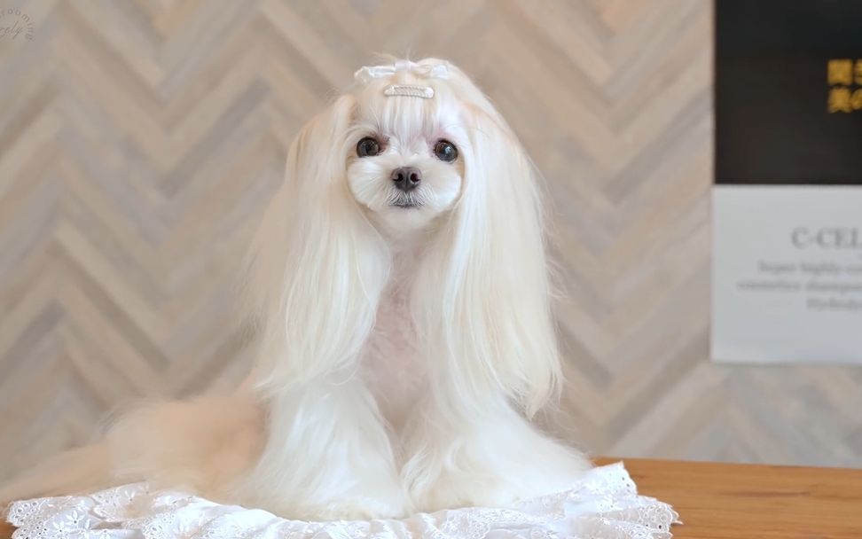 【萌宠美容】马尔济斯狗届小公主来袭~比我还端庄系列!