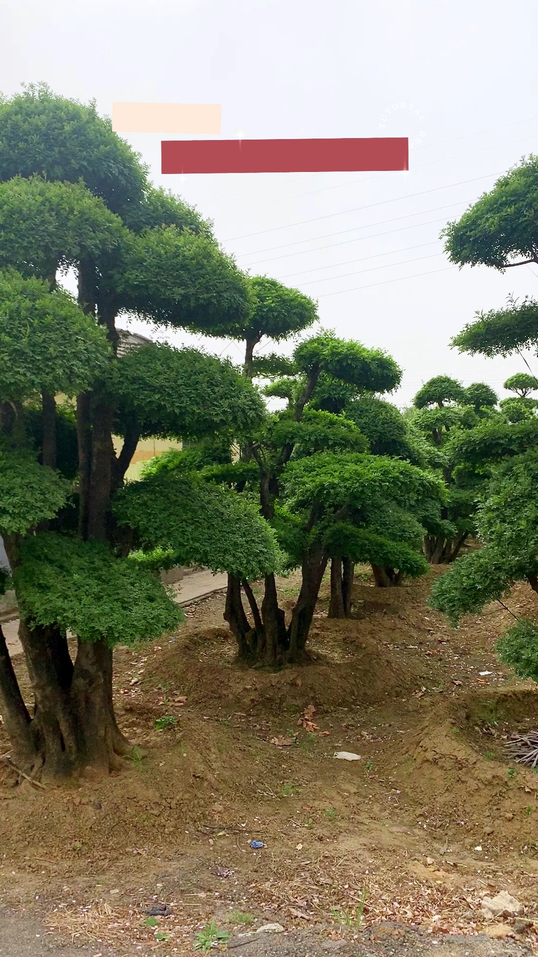 对节白蜡 #造型对节白蜡 #对节白蜡盆景 #对节白蜡树