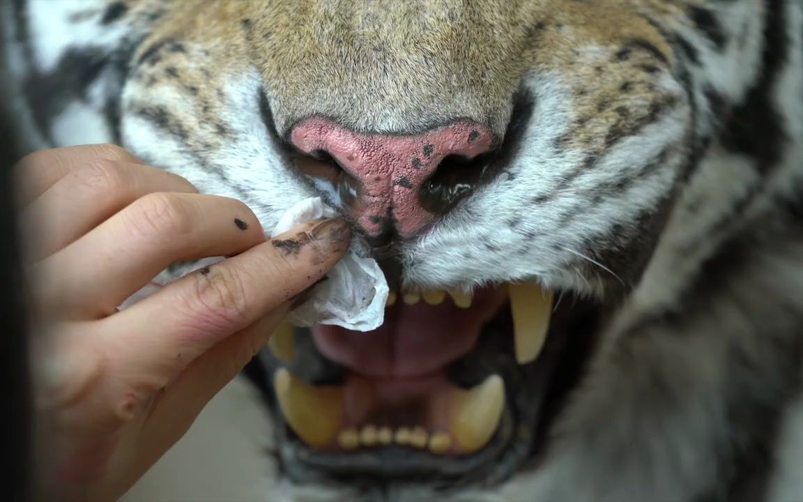 动物剥制标本-西伯利亚虎01