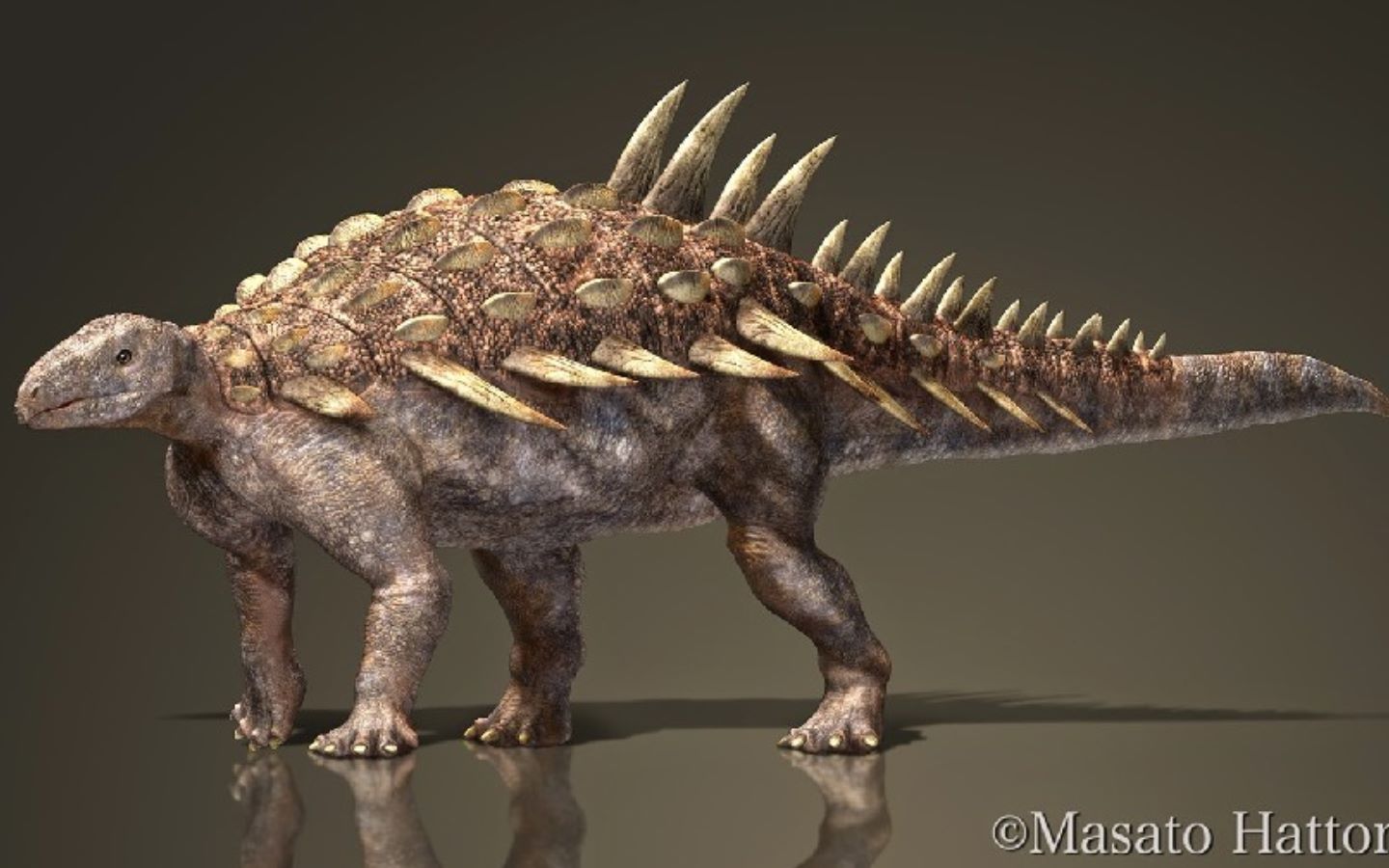 甲龙类第一期黎明之光