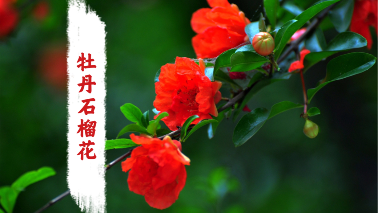 牡丹石榴花_哔哩哔哩_bilibili