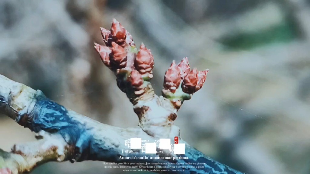 梅花枝芽生长过程之花芽初显