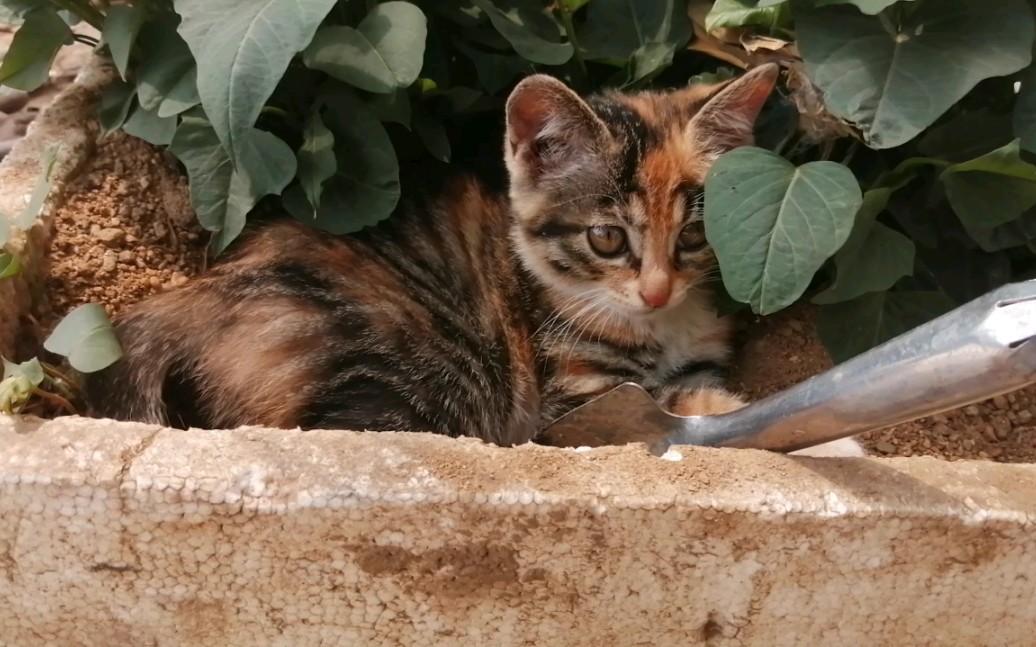 窝在土坑里的狸花猫